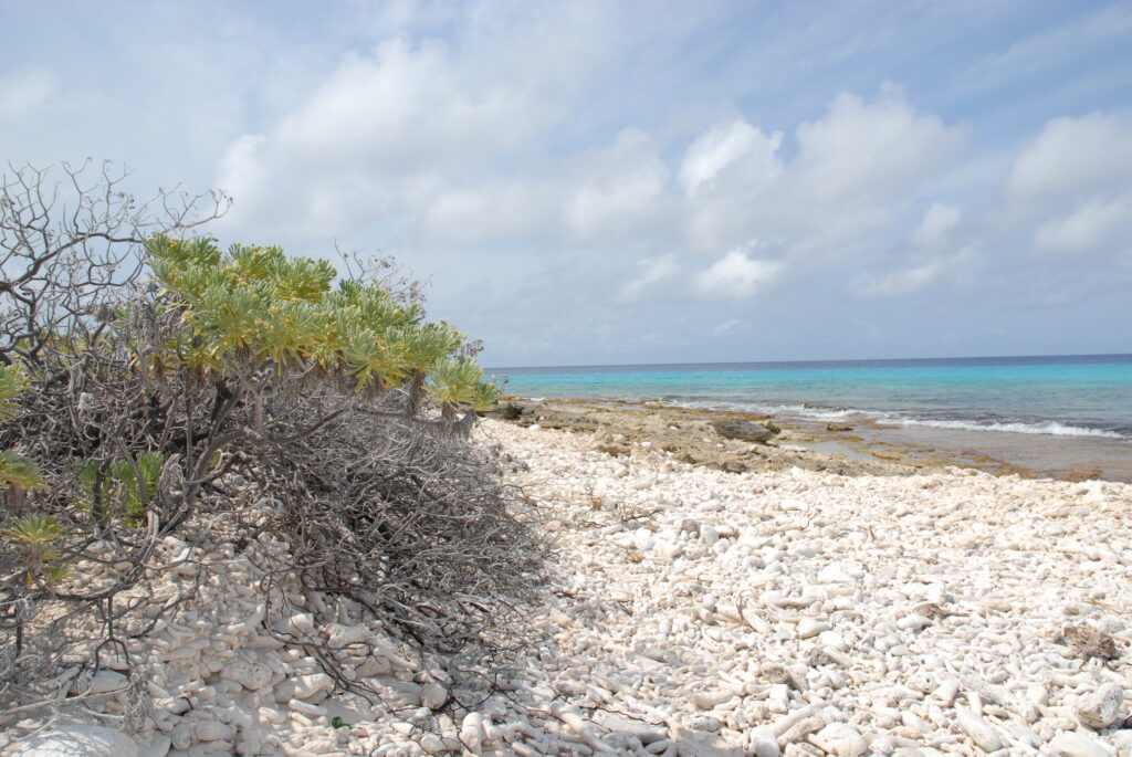 witte stranden 