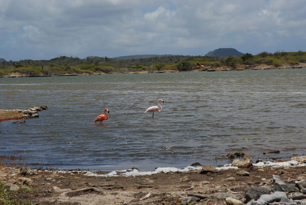 flamingos 