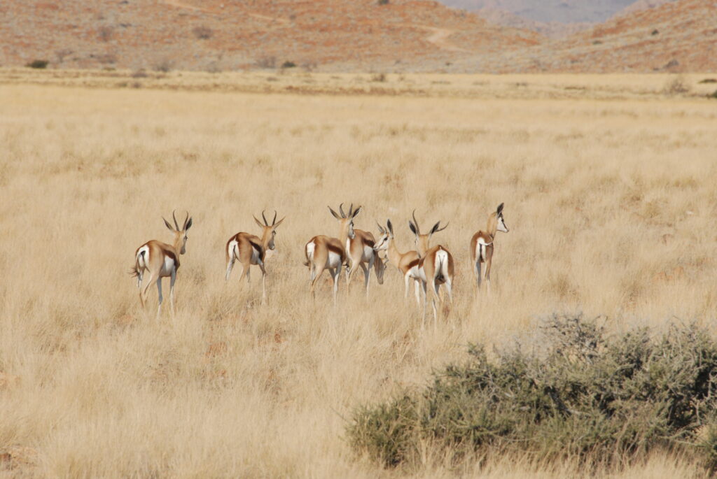 wild life Nambië