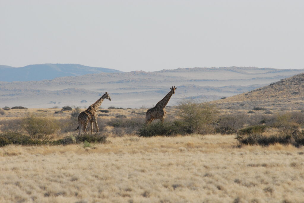 wilde giraffen